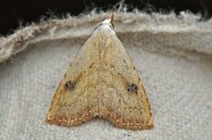 Gult nebbfly (Rivula sericealis)