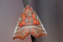 Flikfly (Scoliopteryx libatrix)