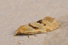 Ryllikpraktvikler (Aethes smeathmanniana)