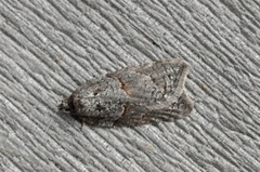 Blåbærflatvikler (Acleris maccana)