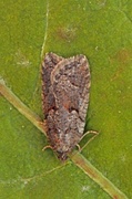 Blåbærflatvikler (Acleris maccana)