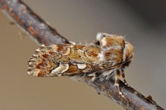 Furufly (Panolis flammea)