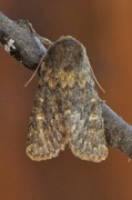 Tempelfly (Dasypolia templi)