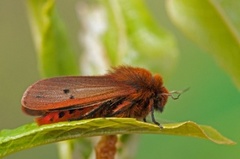 Rustvingespinner (Phragmatobia fuliginosa)