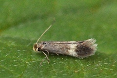 Stigmella confusella/lapponica/sorbi