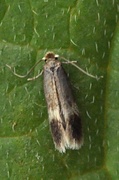 Stigmella confusella/lapponica/sorbi