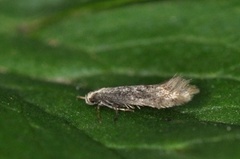 Elachista canapennella