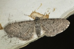 Engdvergmåler (Eupithecia satyrata)