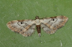 Burotdvergmåler (Eupithecia succenturiata)