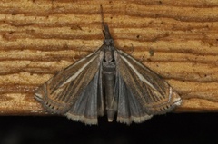 Smalstreknebbmott (Crambus lathoniellus)