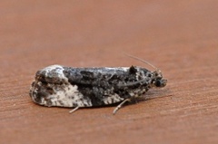 Krattløvvikler (Apotomis sororculana)