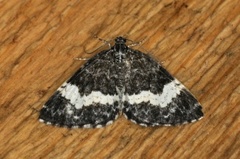Geitramsmåler (Spargania luctuata)