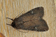 Teglrødt engfly (Apamea lateritia)