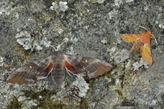 Liten snabelsvermer (Deilephila porcellus)