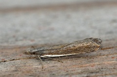 Sophronia semicostella