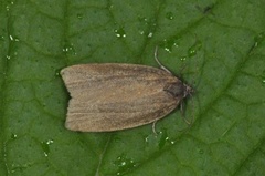 Heibladvikler (Aphelia viburniana)