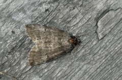 Punkthalvspinner (Ochropacha duplaris)