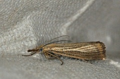 Blek nebbmott (Agriphila straminella)