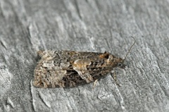 Båndløvvikler (Apotomis infida)