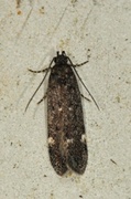 Neofriseria peliella