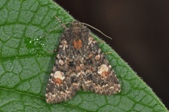 Røddusket engfly (Apamea rubrirena)