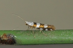 Argyresthia brockeella