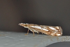 Klippenebbmott (Catoptria falsella)