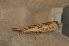 Gul nebbmott (Agriphila inquinatella)
