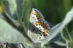 Idasblåvinge (Plebejus idas)