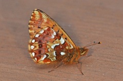 Myrperlemorvinge (Boloria aquilonaris)