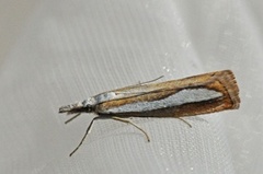 Perlemornebbmott (Catoptria margaritella)