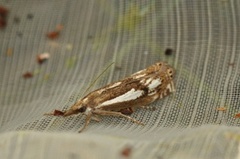 Myrnebbmott (Crambus alienellus)