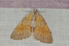 Fjærbarmåler (Pennithera firmata)