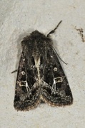 Svart sumpfly (Celaena haworthii)