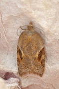 Jordbær-/buskflatvikler (Acleris comariana/laterana)