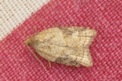 Jordbær-/buskflatvikler (Acleris comariana/laterana)