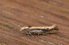 Ypsolopha parenthesella