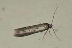 Hypatopa binotella