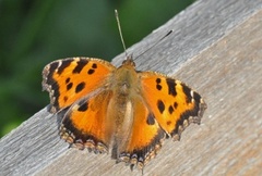 Seljesommerfugl (Nymphalis xanthomelas)