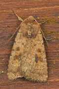 Brunt urtefly (Caradrina morpheus)