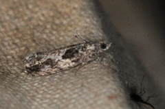 Epinotia cinereana/nisella