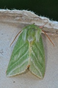 Rødfrynset båtfly (Pseudoips prasinana)