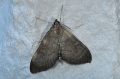 Jordengmott (Anania terrealis)