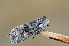 Grått kappefly (Lithophane consocia)