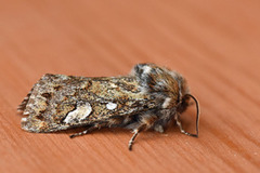 Furufly (Panolis flammea)