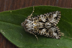 Gulflekkfly (Hada plebeja)