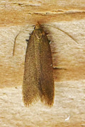 Xystophora pulveratella