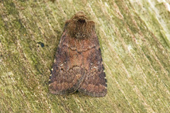 Skyggefly (Rusina ferruginea)