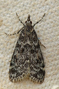 Bergmosemott (Eudonia murana)