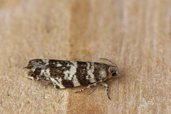 Stripet grankveldvikler (Epinotia tedella)